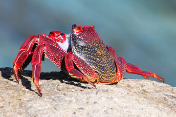 rote_Klippenkrabbe