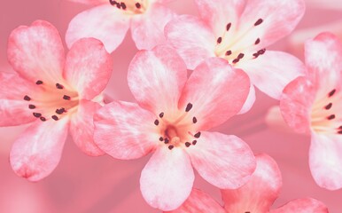 Naklejka na ściany i meble pink flowers,pink flower,spring background,fresh flower on pink background,Soft Pink color tone,pastel and soft background