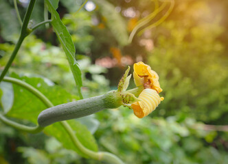 Small green zucchini Garden vegetables are growing in the rainy season.