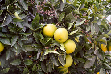 Organic Grapefruits growing on citrus tree.