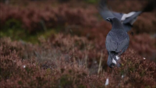 European songbird Common raven, Corvus corax observing during a dark autumn day in Estonian boreal forest. 