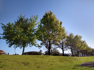 Fototapeta na wymiar trees on the hill