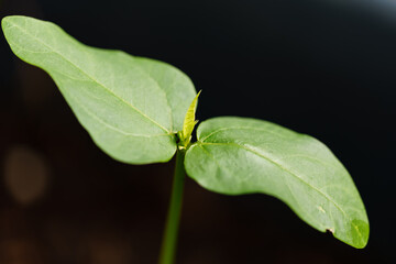 Asparagus bean or yardlong bean sprout