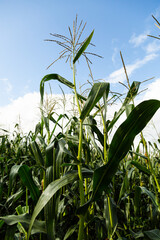 Fototapeta premium Corn field in the afternoon. Corn on a background of blue sky