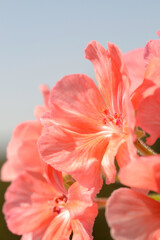 Home flowers in the sunlight closeup. Shallow depth of field