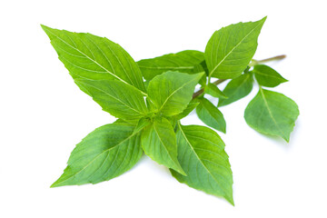 Fresh green sweet Basil leaf isolated on white background. Herbal medicine plant concept.