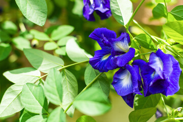 Butterfly pea on the tree.