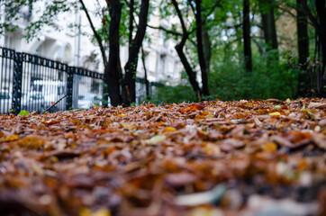 
golden autumn leaves in the park on the grass