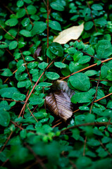 
autumn leaves in ivy in the park