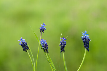 Forest flowers Muscári in a forest glade in early spring