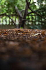 
close-up on dried spring leaves in the leaf litter in the park