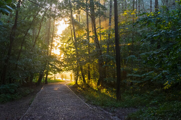 Obraz premium Sunbeams through the fog.