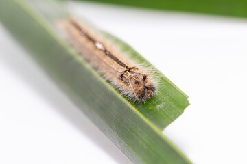 Caterpillar of palm king butterfly ( Amathusia phidippus ) on host plant