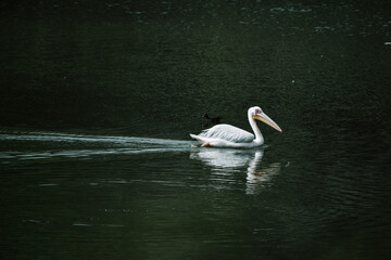 Close up shot of Pelican bird in fresh water lake