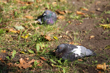 Dove in the city park.