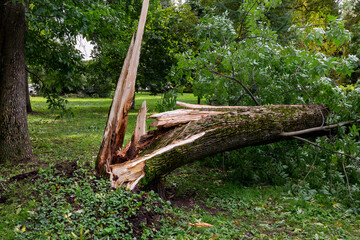 Broken tree after storm