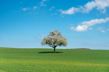 Fototapeta na wymiar Agricultural landscape with blooming apple trees in Johlingen