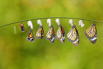 Transformation of common tiger butterfly ( Danaus genutia ) and pupa - obrazy, fototapety, plakaty