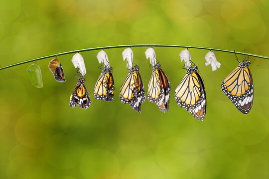 Transformation of common tiger butterfly ( Danaus genutia ) and pupa