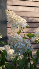 tranquil white hortensia hydrangea blossoms in the evening sun a shed wall in the background