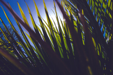 Obraz premium Palm leaves and blue sky on a sunny day