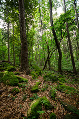 Fototapeta na wymiar moss on the rocks in the forest