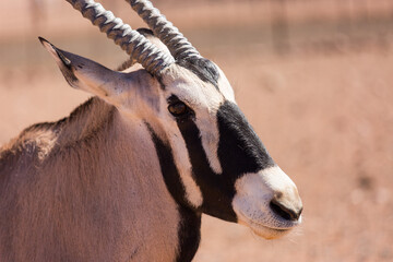 Curious gemsbok, also kinown as Oryx, with beautiful vertical horns and a distinct black and white...