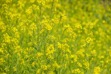 Yellow canola plant with green leaves