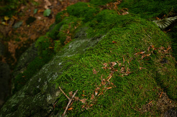 
moss on a rock in the forest