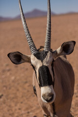 Curious gemsbok, also kinown as Oryx, with beautiful vertical horns and a distinct black and white...