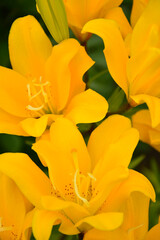 Obraz premium Bright yellow lily flowers on a background of green leaves