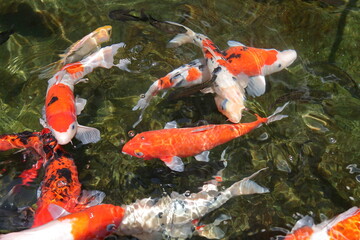 blur images of many fish and colored carps in a clean pond