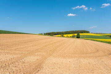 Obraz premium Agricultural landscape with rape field in Johlingen