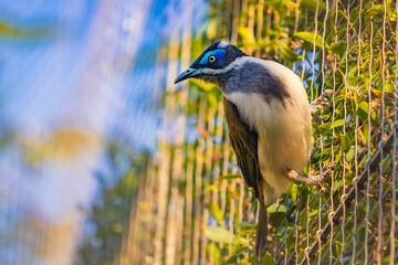 Closeup photo of a Blue-faced honeyeater (Entomyzon cyanotis) also known as Bananabird held captive