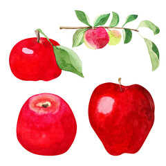 Hand-drawn watercolor set with apples isolated on white background. Red apples, apples on a branch.
