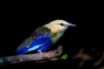 Closeup photo of the african bird Lilac-breasted roller (Coracias caudatus) standing on a branch