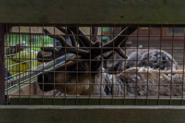 brown sad deer with antlers, muzzle, and behind the zoo cage. cruel exploitation of animals