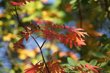 red maple leaves