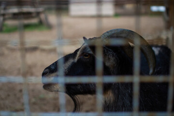 muzzle face of a black goat with curved horns behind rusty mesh cage in a zoo