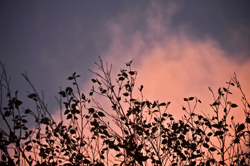 Dark Tree Branches against a Dramatic Purple and Pink Sky