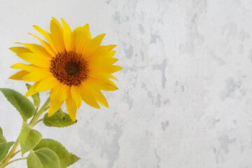 Head of sunflower on blurred background of old weathered white concrete wall.