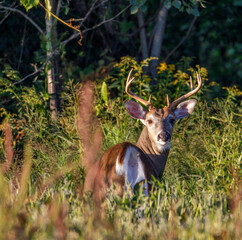 Naklejka na ściany i meble White-tailed Buck in a weedy soybean field during late summer. selective focus, background and foreground blur 