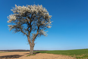 Agricultural landscape with a blooming fruit tree in Johlingen
