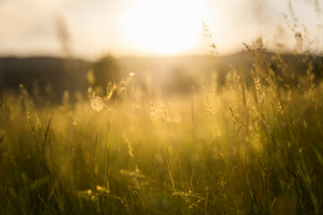 Green grass in a forest at sunset. Blurred summer nature background.