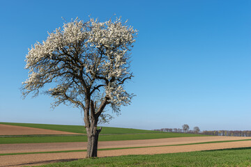 Agricultural landscape with a blooming fruit tree in Johlingen