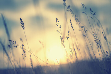 Wild grasses in a field at sunset. Macro image, shallow depth of field. Vintage filter. Beautiful autumn nature background