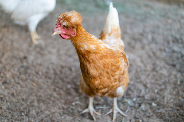 funny red chicken in the chicken coop is standing, looking