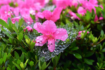 雨上がり、ツツジの花にかかった蜘蛛の巣に残る水滴