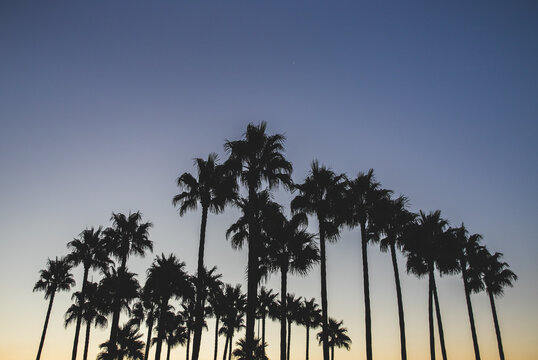 palm trees at sunset on a blue sky background