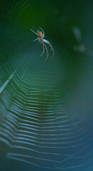 Spider, Redes Natural Park, Caso Council, Asturias, Spain, Europe